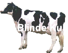 Die Blinde Kuh